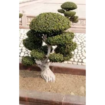 Model Bonsai Plants